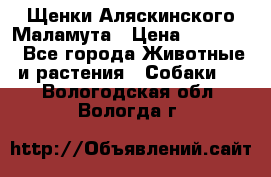 Щенки Аляскинского Маламута › Цена ­ 10 000 - Все города Животные и растения » Собаки   . Вологодская обл.,Вологда г.